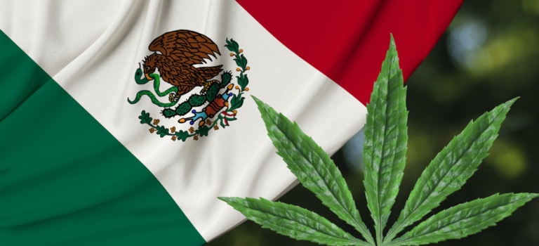 Cannabis in Mexico [Lessons for India – Pt. 3]